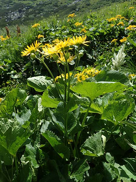 Doronicum cataractarum \ Sturzbach-Gmswurz / Cataract Leopard's-Bane, A Kärnten/Carinthia, Koralpe 1.7.2022