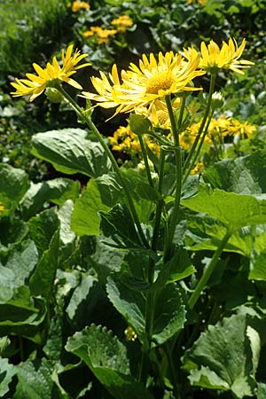 Doronicum cataractarum \ Sturzbach-Gmswurz / Cataract Leopard's-Bane, A Kärnten/Carinthia, Koralpe 1.7.2022