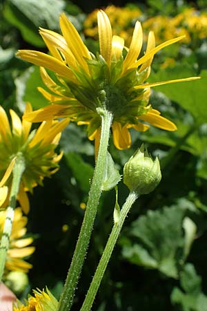 Doronicum cataractarum \ Sturzbach-Gmswurz / Cataract Leopard's-Bane, A Kärnten/Carinthia, Koralpe 1.7.2022