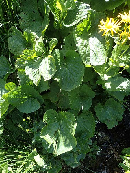 Doronicum cataractarum \ Sturzbach-Gmswurz, A Kärnten, Koralpe 1.7.2022