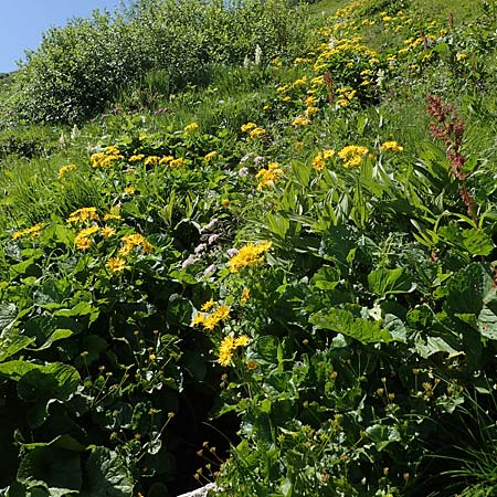 Doronicum cataractarum \ Sturzbach-Gmswurz / Cataract Leopard's-Bane, A Kärnten/Carinthia, Koralpe 1.7.2022