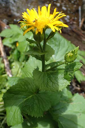 Doronicum cataractarum \ Sturzbach-Gmswurz, A Kärnten, Koralpe 4.7.2023