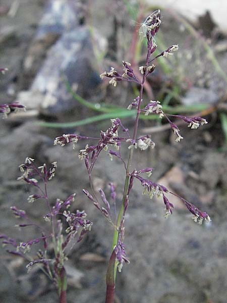 Catabrosa aquatica / Whorl Grass, A Bregenz 21.4.2007