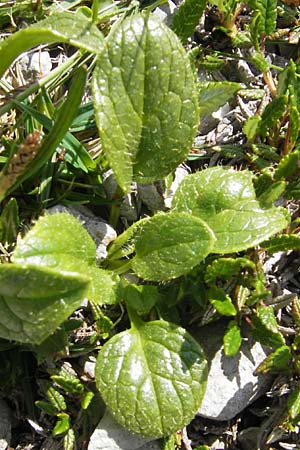 Doronicum glaciale \ Gletscher-Gmswurz, A Trenchtling 3.7.2010