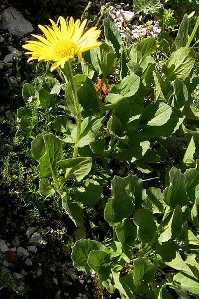 Doronicum grandiflorum \ Grobltige Gmswurz / Large-Flowered Leopard's-Bane, A Dachstein 20.7.2010