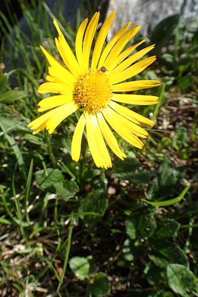 Doronicum glaciale \ Gletscher-Gmswurz / Glacier Leopard's-Bane, A Nockberge, Klomnock 10.7.2019