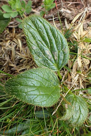 Doronicum glaciale \ Gletscher-Gmswurz, A Schneealpe 30.6.2020