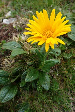 Doronicum glaciale \ Gletscher-Gmswurz / Glacier Leopard's-Bane, A Schneealpe 30.6.2020