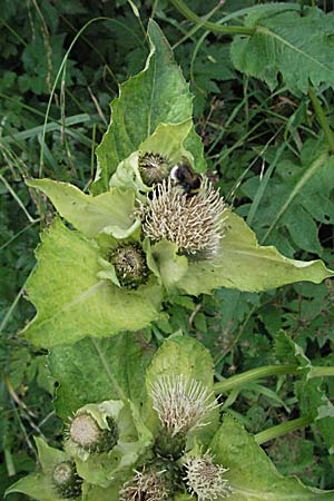 Cirsium oleraceum \ Kohl-Kratzdistel, Kohl-Distel, A Turrach 22.7.2007