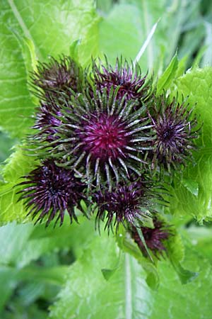 Carduus personata / Great Marsh Thistle, A Turrach 8.6.2008