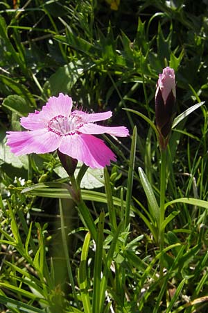 Dianthus alpinus \ Ostalpen-Nelke / Alpine Pink, A Trenchtling 3.7.2010