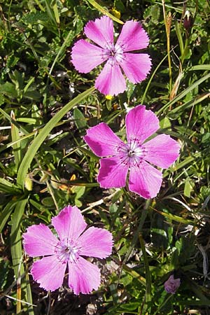 Dianthus alpinus \ Ostalpen-Nelke / Alpine Pink, A Trenchtling 3.7.2010