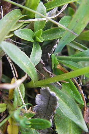 Dianthus alpinus \ Ostalpen-Nelke, A Trenchtling 3.7.2010