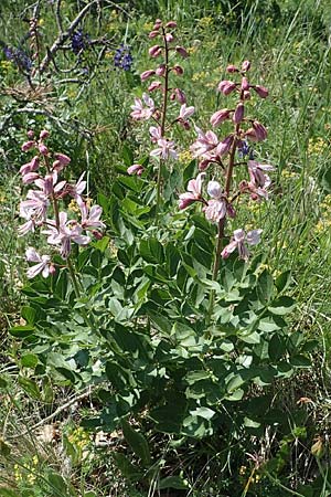 Dictamnus albus \ Diptam / Burning Bush, A Gumpoldskirchen 15.5.2022