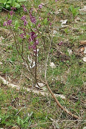 Daphne mezereum \ Seidelbast / Mezereon, A Kärnten/Carinthia, Feistritz im Rosental 17.5.2016