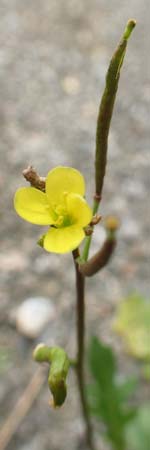 Diplotaxis muralis \ Mauer-Doppelsame / Annual Wall Rocket, A Bruck an der Mur 4.7.2020