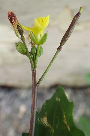 Diplotaxis muralis \ Mauer-Doppelsame / Annual Wall Rocket, A Bruck an der Mur 4.7.2020