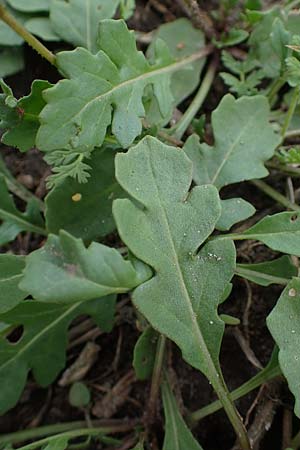 Diplotaxis muralis \ Mauer-Doppelsame, A Seewinkel, Podersdorf 28.9.2022