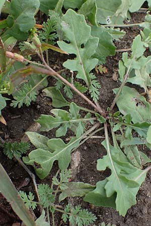 Diplotaxis muralis \ Mauer-Doppelsame / Annual Wall Rocket, A Seewinkel, Podersdorf 28.9.2022