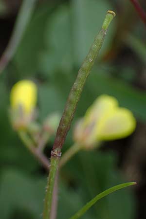 Diplotaxis muralis \ Mauer-Doppelsame / Annual Wall Rocket, A Seewinkel, Podersdorf 28.9.2022