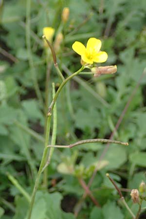 Diplotaxis muralis \ Mauer-Doppelsame, A Seewinkel, Podersdorf 28.9.2022