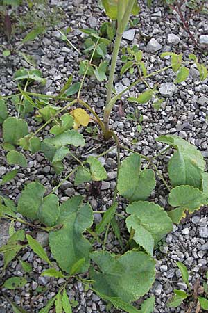 Laserpitium latifolium / Broad-Leaved Sermountain, A Hengstpass 14.7.2007