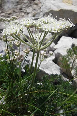 Athamanta cretensis \ Gewhnliche Augenwurz, Alpen-Augenwurz / Candy Carrot, A Trenchtling 3.7.2010