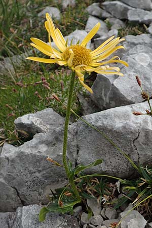 Doronicum glaciale \ Gletscher-Gmswurz / Glacier Leopard's-Bane, A Trenchtling 3.7.2019