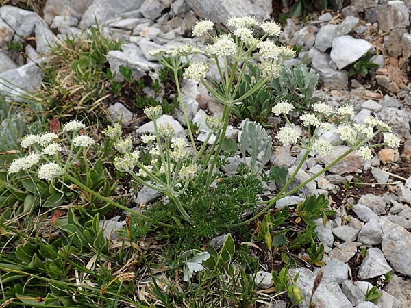 Athamanta cretensis \ Gewhnliche Augenwurz, Alpen-Augenwurz, A Trenchtling 3.7.2019