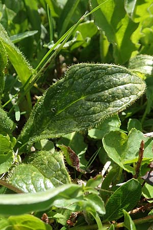 Doronicum glaciale \ Gletscher-Gmswurz / Glacier Leopard's-Bane, A Rax 28.6.2020