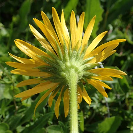 Doronicum glaciale \ Gletscher-Gmswurz, A Rax 28.6.2020