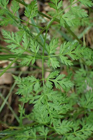 Caucalis platycarpos \ Mhren-Haftdolde / Small Bur Parsley, A Krems 7.5.2022