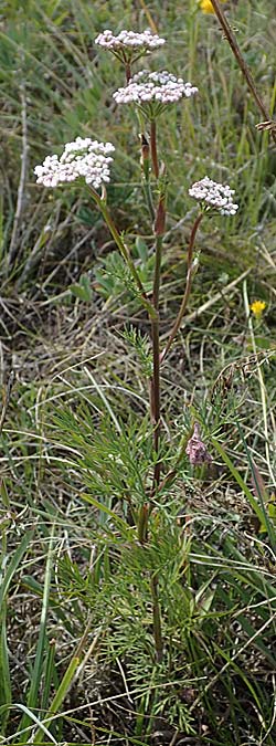 Seseli annuum \ Steppen-Bergfenchel / Seseli, A Perchtoldsdorf 22.9.2022