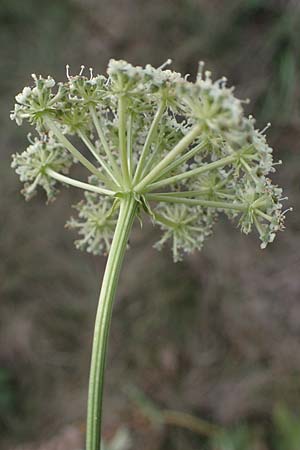 Seseli libanotis / Moon Carrot, A Breitenbrunn 24.9.2022