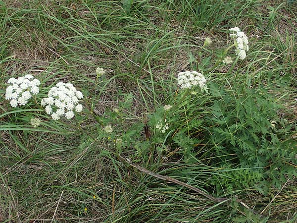 Seseli libanotis \ Heilwurz / Moon Carrot, A Breitenbrunn 24.9.2022