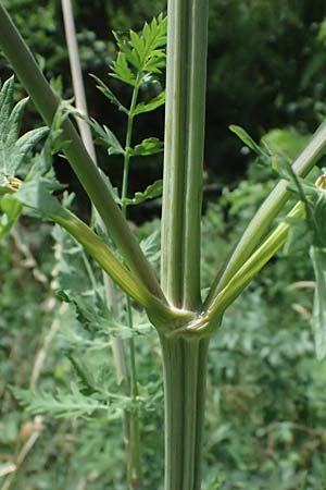 Seseli libanotis \ Heilwurz / Moon Carrot, A Breitenbrunn 12.7.2023