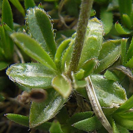 Draba fladnizensis \ Flattnitzer Felsenblmchen / Flattnitz Whitlowgrass, A Kärnten/Carinthia, Petzen 2.7.2010