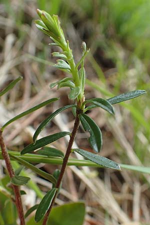 Daphne striata \ Kahles Steinrschen / Striped Daphne, A Kärnten/Carinthia, Trögerner Klamm 18.5.2016