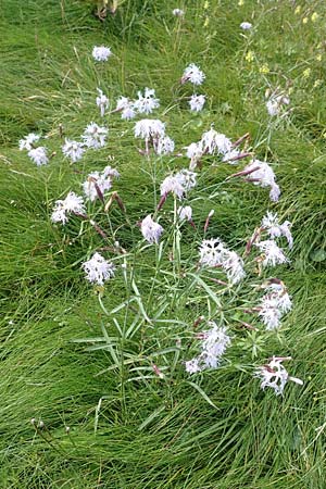 Dianthus superbus subsp. alpestris \ Alpen-Prachtnelke / Alpine Superb Pink, A Kärnten/Carinthia, Koralpe 9.8.2016