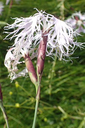 Dianthus superbus subsp. alpestris \ Alpen-Prachtnelke / Alpine Superb Pink, A Kärnten/Carinthia, Koralpe 9.8.2016