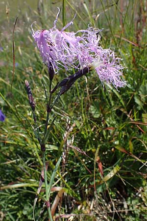 Dianthus superbus subsp. alpestris \ Alpen-Prachtnelke / Alpine Superb Pink, A Wölzer Tauern, Kleiner Zinken 24.7.2021