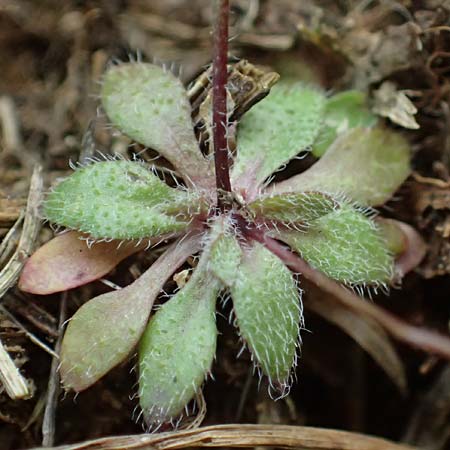 Draba spathulata / Pound-Podded Whitlowgrass, A Wienerwald, Baden 7.3.2024