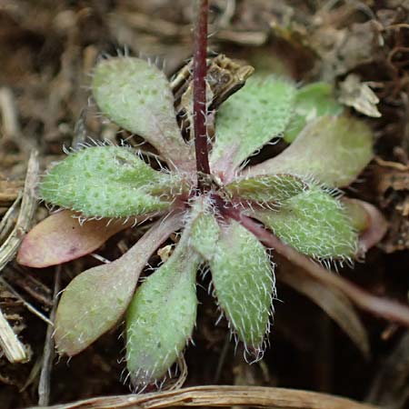 Draba spathulata \ Rundfrchtiges Hungerblmchen / Pound-Podded Whitlowgrass, A Wienerwald, Baden 7.3.2024