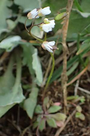 Draba spathulata \ Rundfrchtiges Hungerblmchen / Pound-Podded Whitlowgrass, A Wienerwald, Baden 7.3.2024