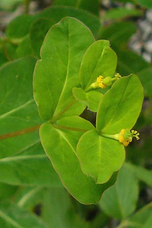 Euphorbia carniolica \ Krainer Wolfsmilch, A Kärnten, Trögerner Klamm 18.5.2016