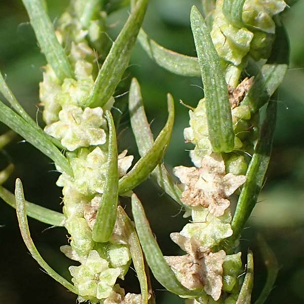 Bassia scoparia \ Besen-Radmelde, Sommerzypresse / Summer Cypress, A Weiden am Neusiedler See 28.9.2022