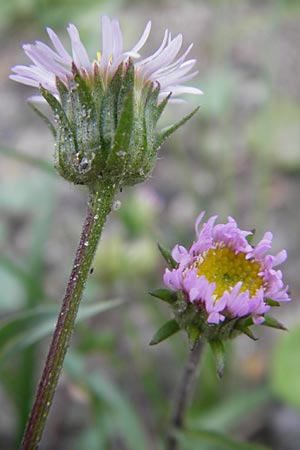 Erigeron alpinus \ Alpen-Berufkraut / Alpine Fleabane, A Malta - Tal / Valley 19.7.2010