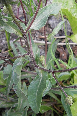 Erigeron alpinus / Alpine Fleabane, A Malta - Valley 19.7.2010