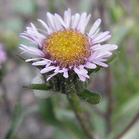 Erigeron alpinus \ Alpen-Berufkraut / Alpine Fleabane, A Malta - Tal / Valley 19.7.2010