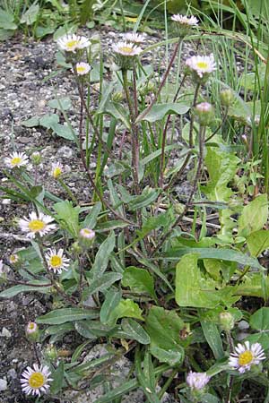 Erigeron alpinus \ Alpen-Berufkraut / Alpine Fleabane, A Malta - Tal / Valley 19.7.2010